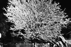 002949-31-01-2010-©-corrado-belli