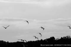 005547-12-03-2013-©-corrado-belli