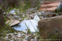 007025-02-03-2015-©-corrado-belli