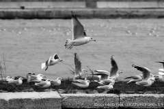 007263-26-11-2015-©-corrado-belli