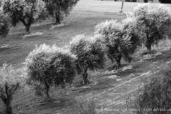 007498-11-01-2016-©-corrado-belli