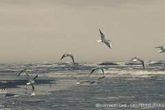 007614-07-09-2016-©-corrado-belli