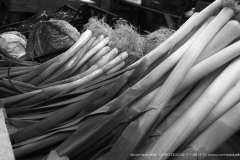 008100-04-11-2017-©-corrado-belli