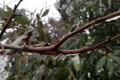 008194-02-03-2018-©-corrado-belli