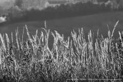 009017-09-12-2018-©-corrado-belli