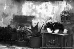 009818-03-04-2020-©-corrado-belli