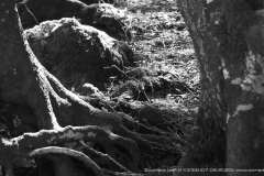 010055-07-09-2020-©-corrado-belli
