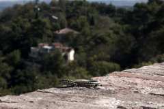 010129-29-09-2020-©-corrado-belli