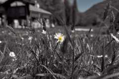 012774-01-05-2025-©-corrado-belli